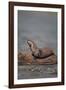 River Otter on Driftwood-DLILLC-Framed Photographic Print