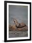 River Otter on Driftwood-DLILLC-Framed Photographic Print