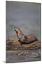 River Otter on Driftwood-DLILLC-Mounted Photographic Print