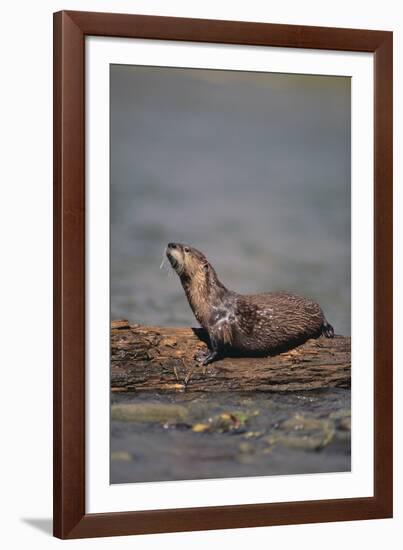 River Otter on Driftwood-DLILLC-Framed Photographic Print