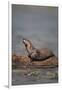 River Otter on Driftwood-DLILLC-Framed Photographic Print