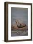 River Otter on Driftwood-DLILLC-Framed Photographic Print