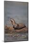 River Otter on Driftwood-DLILLC-Mounted Photographic Print