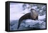 River Otter on Ice by River-DLILLC-Framed Stretched Canvas