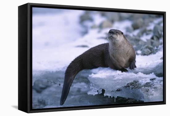 River Otter on Ice by River-DLILLC-Framed Stretched Canvas