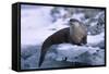 River Otter on Ice by River-DLILLC-Framed Stretched Canvas