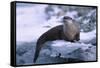 River Otter on Ice by River-DLILLC-Framed Stretched Canvas