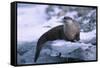 River Otter on Ice by River-DLILLC-Framed Stretched Canvas