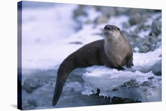 River Otter on Ice by River-DLILLC-Stretched Canvas