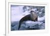 River Otter on Ice by River-DLILLC-Framed Photographic Print