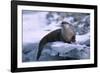 River Otter on Ice by River-DLILLC-Framed Photographic Print