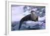 River Otter on Ice by River-DLILLC-Framed Photographic Print