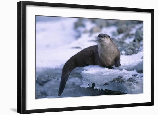 River Otter on Ice by River-DLILLC-Framed Photographic Print