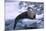 River Otter on Ice by River-DLILLC-Mounted Photographic Print