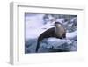 River Otter on Ice by River-DLILLC-Framed Photographic Print