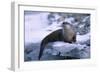 River Otter on Ice by River-DLILLC-Framed Photographic Print