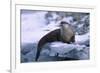 River Otter on Ice by River-DLILLC-Framed Photographic Print