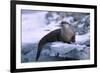 River Otter on Ice by River-DLILLC-Framed Photographic Print