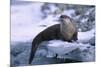 River Otter on Ice by River-DLILLC-Mounted Photographic Print