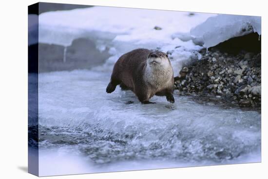 River Otter on Icy Riverbank-DLILLC-Stretched Canvas