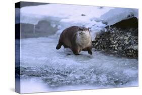 River Otter on Icy Riverbank-DLILLC-Stretched Canvas