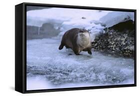 River Otter on Icy Riverbank-DLILLC-Framed Stretched Canvas