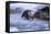 River Otter on Icy Riverbank-DLILLC-Framed Stretched Canvas