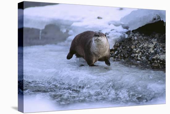 River Otter on Icy Riverbank-DLILLC-Stretched Canvas