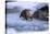 River Otter on Icy Riverbank-DLILLC-Stretched Canvas