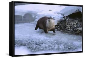 River Otter on Icy Riverbank-DLILLC-Framed Stretched Canvas