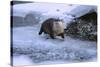 River Otter on Icy Riverbank-DLILLC-Stretched Canvas