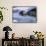 River Otter on Icy Riverbank-DLILLC-Framed Stretched Canvas displayed on a wall