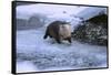 River Otter on Icy Riverbank-DLILLC-Framed Stretched Canvas