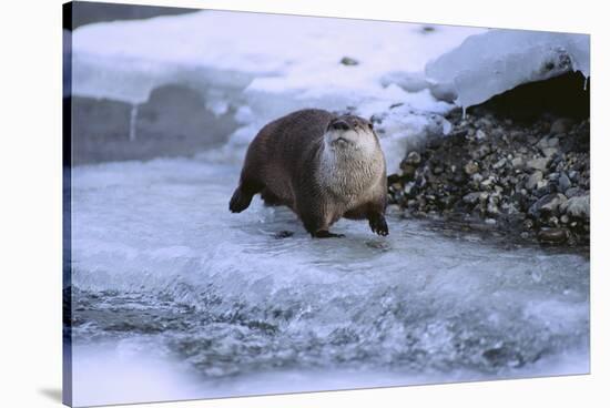 River Otter on Icy Riverbank-DLILLC-Stretched Canvas