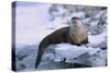 River Otter on Icy Riverbank-DLILLC-Stretched Canvas