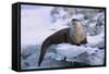 River Otter on Icy Riverbank-DLILLC-Framed Stretched Canvas