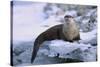River Otter on Icy Riverbank-DLILLC-Stretched Canvas