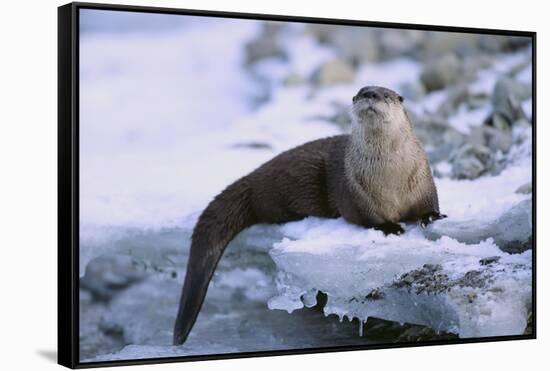 River Otter on Icy Riverbank-DLILLC-Framed Stretched Canvas