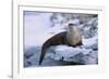 River Otter on Icy Riverbank-DLILLC-Framed Photographic Print