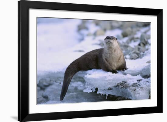 River Otter on Icy Riverbank-DLILLC-Framed Photographic Print