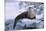 River Otter on Icy Riverbank-DLILLC-Mounted Photographic Print