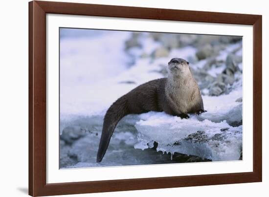 River Otter on Icy Riverbank-DLILLC-Framed Photographic Print