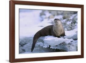 River Otter on Icy Riverbank-DLILLC-Framed Photographic Print