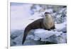 River Otter on Icy Riverbank-DLILLC-Framed Photographic Print