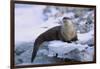 River Otter on Icy Riverbank-DLILLC-Framed Photographic Print