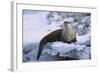 River Otter on Icy Riverbank-DLILLC-Framed Photographic Print