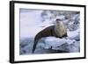 River Otter on Icy Riverbank-DLILLC-Framed Photographic Print