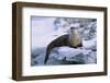 River Otter on Icy Riverbank-DLILLC-Framed Photographic Print