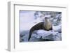 River Otter on Icy Riverbank-DLILLC-Framed Photographic Print