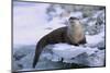 River Otter on Icy Riverbank-DLILLC-Mounted Photographic Print